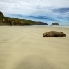 Lachtan novozelandsky - Phocarctos hookeri - New Zealand sea lion - whakahao 0220a